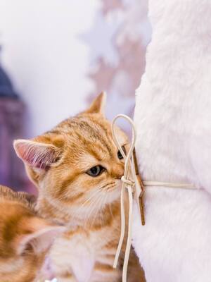 Golden-Tabby BKH Bärchen zum Verlieben 🐾 verschmust & anhänglich, BKH Kitten - Kater