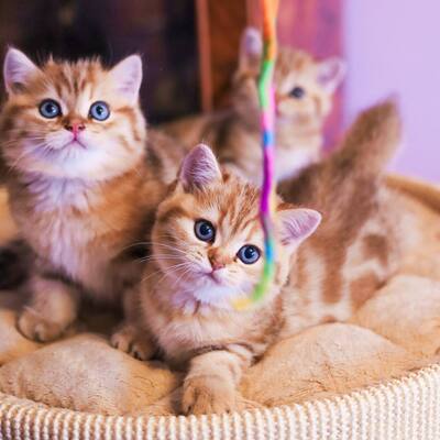 Golden-Tabby BKH Bärchen zum Verlieben 🐾 verschmust & anhänglich, BKH Kitten - Kater