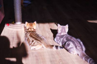 Golden-Tabby BKH Bärchen zum Verlieben 🐾 verschmust & anhänglich, BKH Kitten - Kater