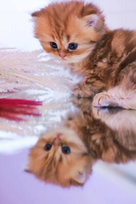 Golden-Tabby BKH Bärchen zum Verlieben 🐾 verschmust & anhänglich, BKH Kitten - Kater