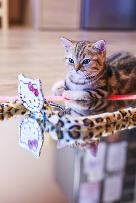 Golden-Tabby BKH Bärchen zum Verlieben 🐾 verschmust & anhänglich, BKH Kitten - Kater
