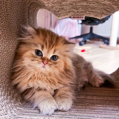 Golden-Tabby BKH Bärchen zum Verlieben 🐾 verschmust & anhänglich, BKH Kitten - Kater