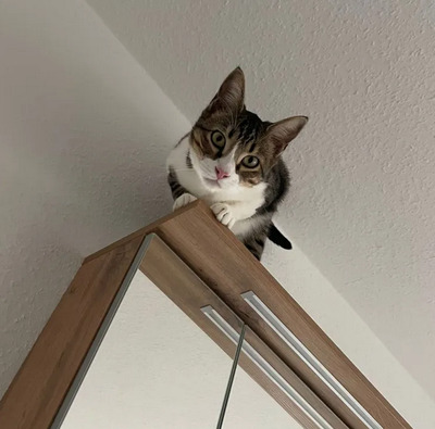 Gominolo gemeinsam mit Mogambo, EKH - Kater