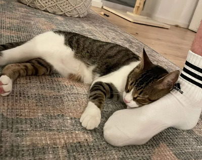 Gominolo gemeinsam mit Mogambo, EKH - Kater