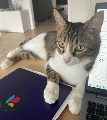 Gominolo gemeinsam mit Mogambo, EKH - Kater