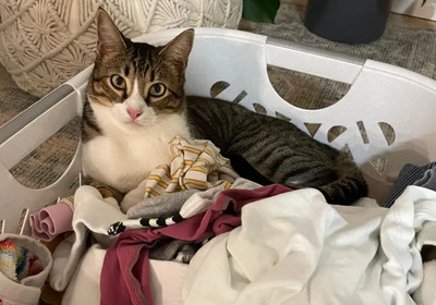 Gominolo gemeinsam mit Mogambo, EKH - Kater