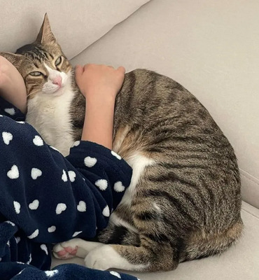 Gominolo gemeinsam mit Mogambo, EKH - Kater