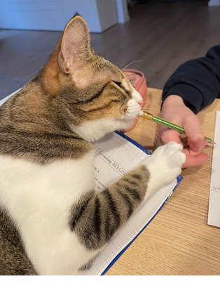 Gominolo gemeinsam mit Mogambo, EKH - Kater
