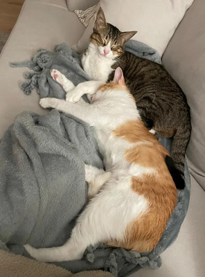 Gominolo gemeinsam mit Mogambo, EKH - Kater