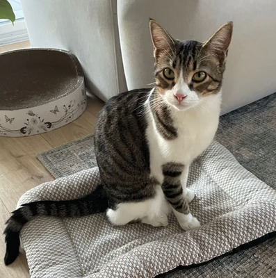 Gominolo gemeinsam mit Mogambo, EKH - Kater