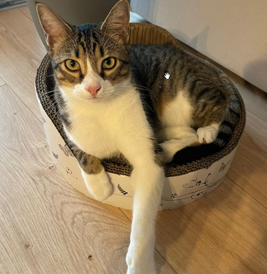 Gominolo gemeinsam mit Mogambo, EKH - Kater