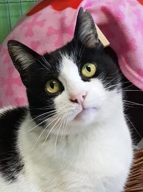 Gordi (geb. Jan. 2015) - FIV positiv