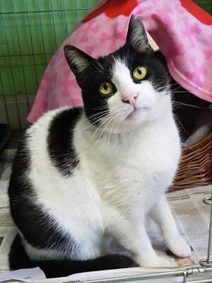 Gordi (geb. Jan. 2015) - FIV positiv, EKH - Kater