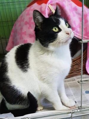 Gordi (geb. Jan. 2015) - FIV positiv, EKH - Kater