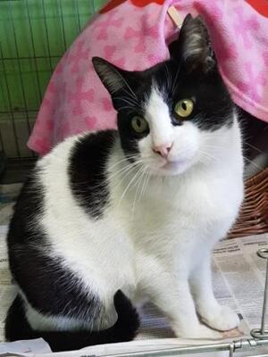 Gordi (geb. Jan. 2015) - FIV positiv, EKH - Kater