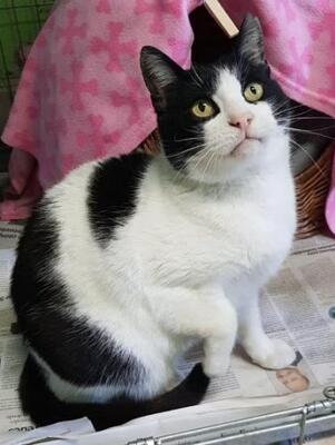 Gordi (geb. Jan. 2015) - FIV positiv, EKH - Kater