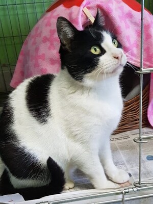 Gordi geb. Januar 2015, Europäisch Kurzhaar - Kater