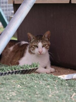 Grani, Europäisch Kurzhaar - Kater