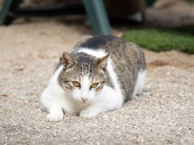 Grani, Europäisch Kurzhaar - Kater