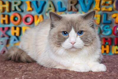Graui, RAGDOLL - Kater