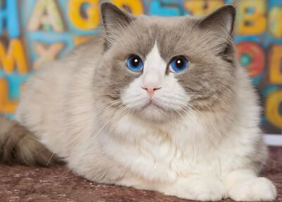 Graui, RAGDOLL - Kater