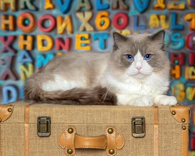 Graui, RAGDOLL - Kater