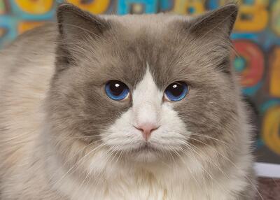 Graui, RAGDOLL - Kater