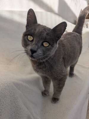 Gray, Mischling - Katze