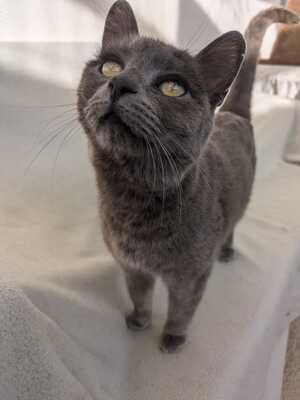 Gray, Mischling - Katze