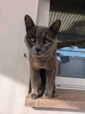 Gray, Mischling - Katze