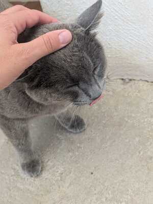 Gray, Mischling - Katze