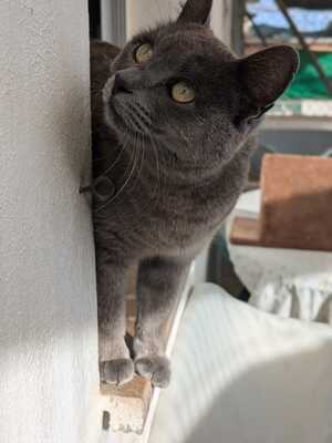 Gray, Mischling - Katze