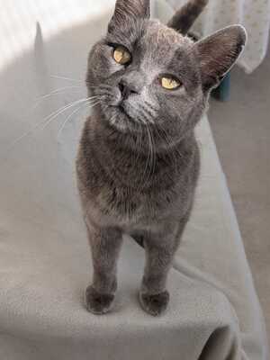 Gray, Mischling - Katze