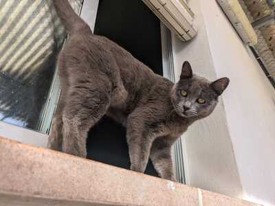 Gray, Mischling - Katze