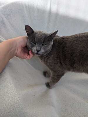 Gray, Mischling - Katze