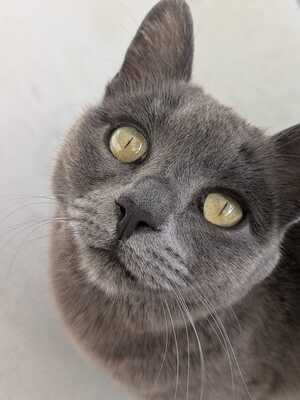 Gray, Mischling - Katze