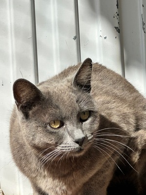Gray, Mischling - Katze