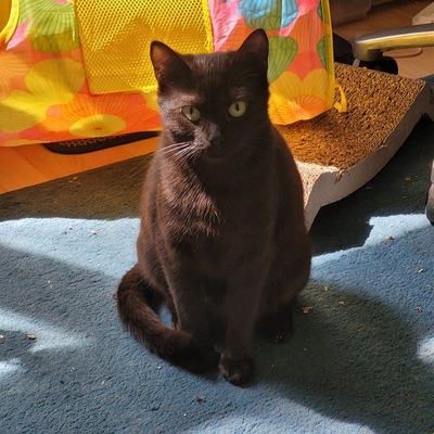 Greeny&Yello, Unbekannt - Katze