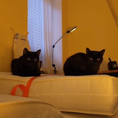 Greeny&Yello, Unbekannt - Katze