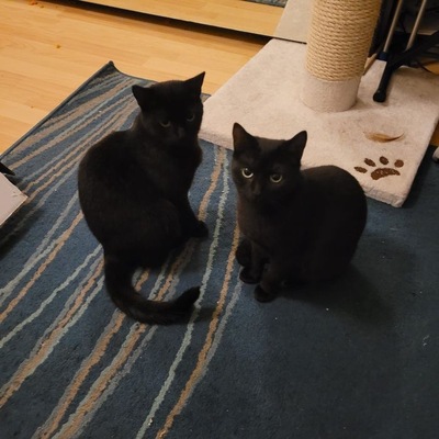 Greeny&Yello, Unbekannt - Katze