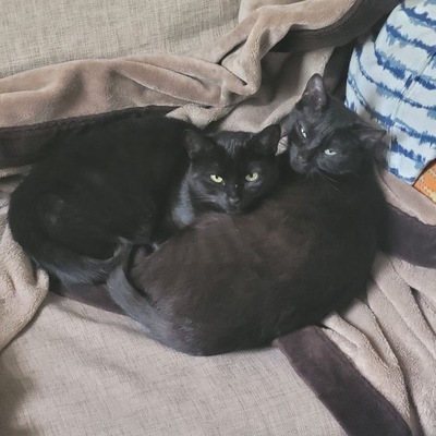 Greeny&Yello, Unbekannt - Katze