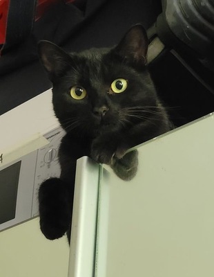 Greeny&Yello, Unbekannt - Katze