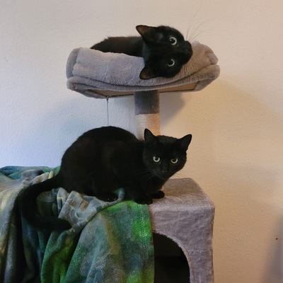 Greeny&Yello, Unbekannt - Katze