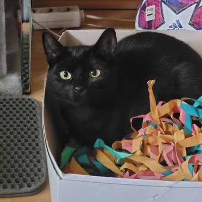 Greeny&Yello, Unbekannt - Katze