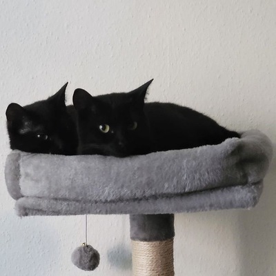 Greeny&Yello, Unbekannt - Katze