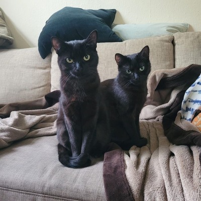 Greeny&Yello, Unbekannt - Katze