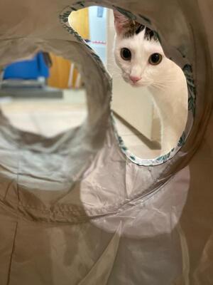 Greg und Manni, Europäisch Kurzhaar - Kater