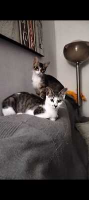 Greta und Alaska suchen gemeinsam ein neues Zuhause (als Wohnungskatzen), Hauskatze Jungtier - Katze
