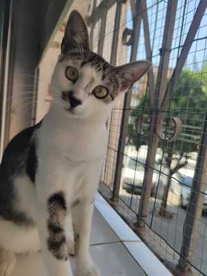 Greta und Alaska suchen gemeinsam ein neues Zuhause (als Wohnungskatzen), Hauskatze Jungtier - Katze