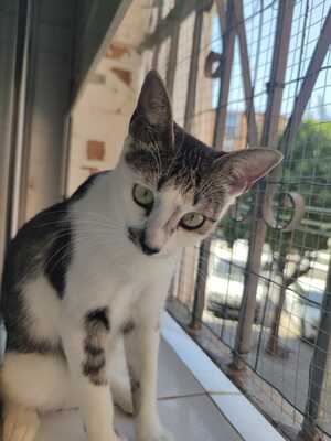 Greta und Alaska suchen gemeinsam ein neues Zuhause (als Wohnungskatzen), Hauskatze Jungtier - Katze